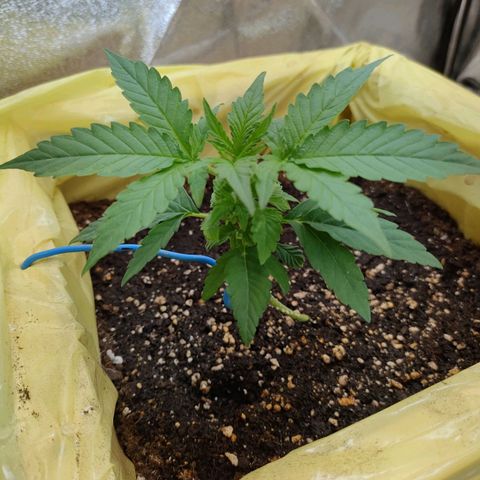 Royal Runtz Automatic growlog timeline photo
