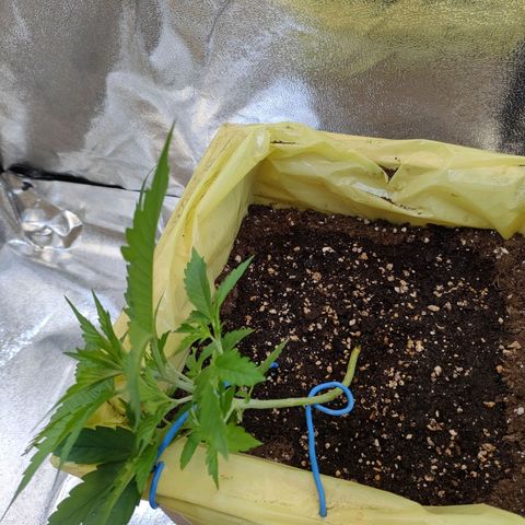 Purple Queen Automatic growlog timeline photo