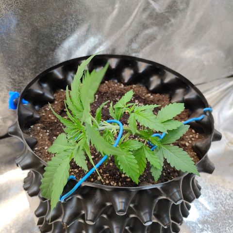 Wedding Cake Automatic growlog timeline photo