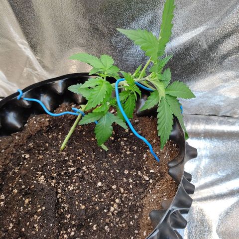 Wedding Cake Automatic growlog timeline photo