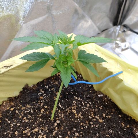 Royal Runtz Automatic growlog timeline photo