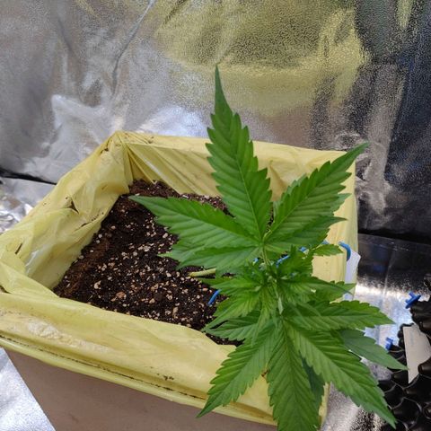 Purple Queen Automatic growlog timeline photo