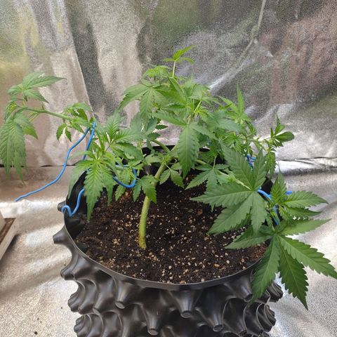 Wedding Cake Automatic growlog timeline photo