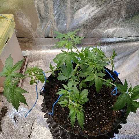 Wedding Cake Automatic growlog timeline photo