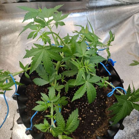 Wedding Cake Automatic growlog timeline photo