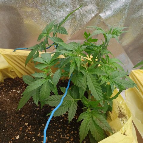 Royal Runtz Automatic growlog timeline photo