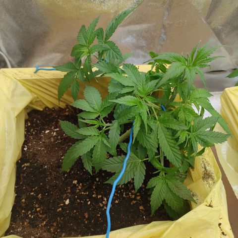 Royal Runtz Automatic growlog timeline photo