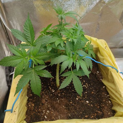 Royal Runtz Automatic growlog timeline photo