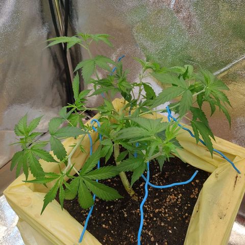 Purple Queen Automatic growlog timeline photo