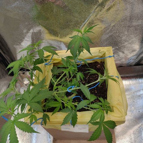 Purple Queen Automatic growlog timeline photo