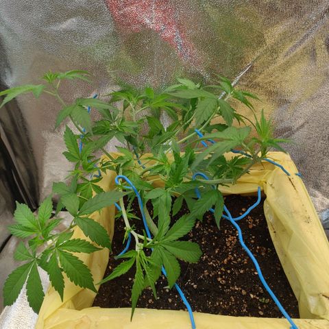 Purple Queen Automatic growlog timeline photo