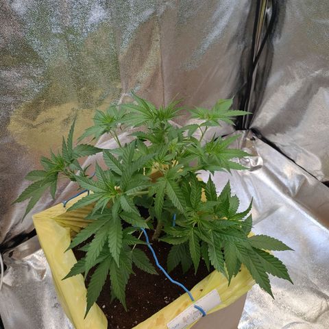 Royal Runtz Automatic growlog timeline photo