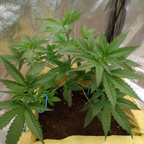 Royal Runtz Automatic growlog timeline photo