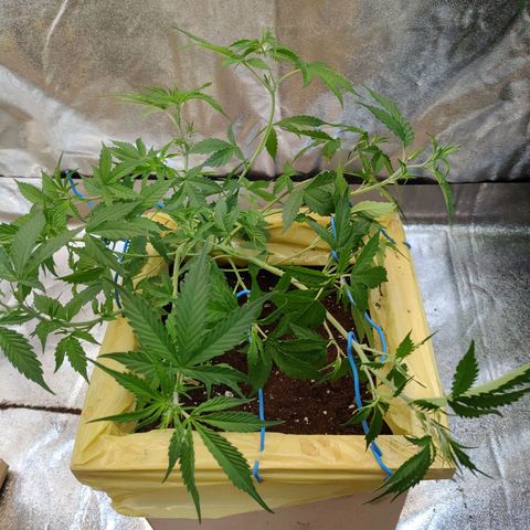 Purple Queen Automatic growlog timeline photo