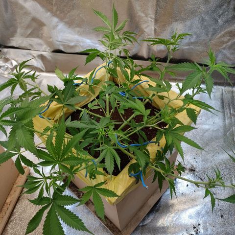 Purple Queen Automatic growlog timeline photo
