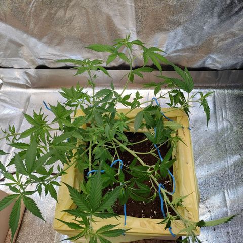Purple Queen Automatic growlog timeline photo