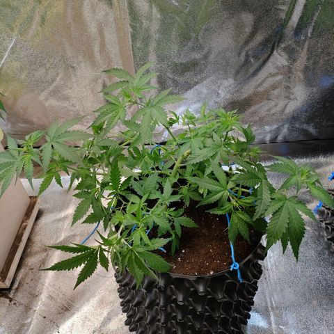 Wedding Cake Automatic growlog timeline photo