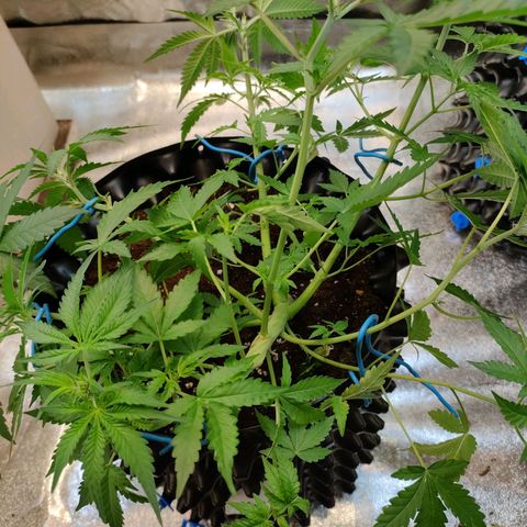 Wedding Cake Automatic growlog timeline photo