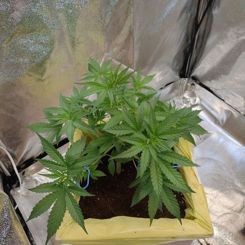 Royal Runtz Automatic growlog timeline photo