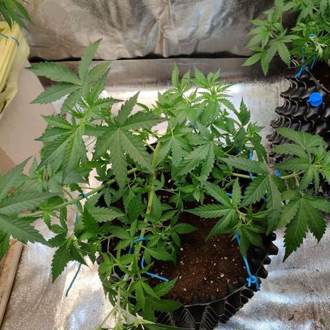 Wedding Cake Automatic growlog timeline photo