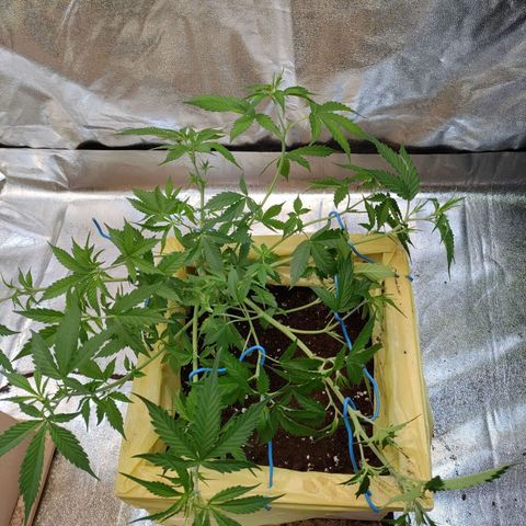 Purple Queen Automatic growlog timeline photo