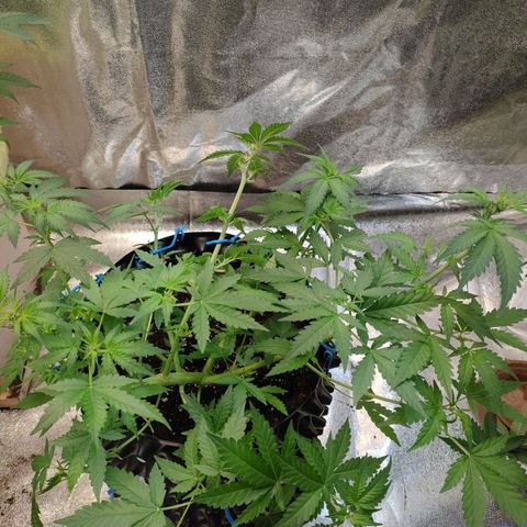 Wedding Cake Automatic growlog timeline photo