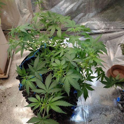 Wedding Cake Automatic growlog timeline photo