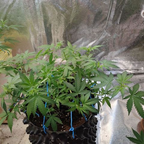 Wedding Cake Automatic growlog timeline photo