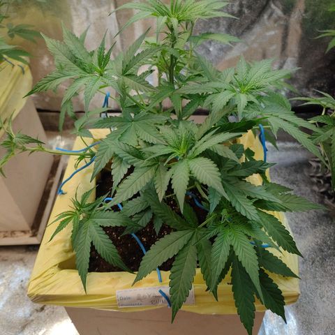 Royal Runtz Automatic growlog timeline photo