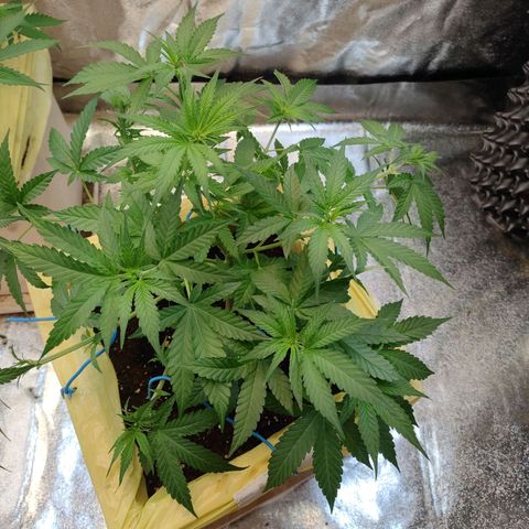 Royal Runtz Automatic growlog timeline photo