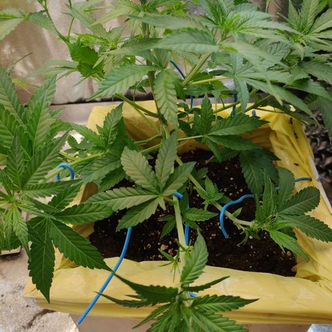 Royal Runtz Automatic growlog timeline photo