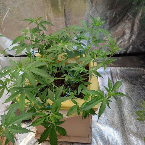 Purple Queen Automatic growlog timeline photo