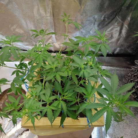 Purple Queen Automatic growlog timeline photo