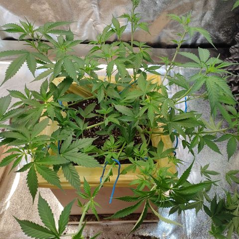 Purple Queen Automatic growlog timeline photo