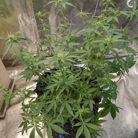 Wedding Cake Automatic growlog timeline photo