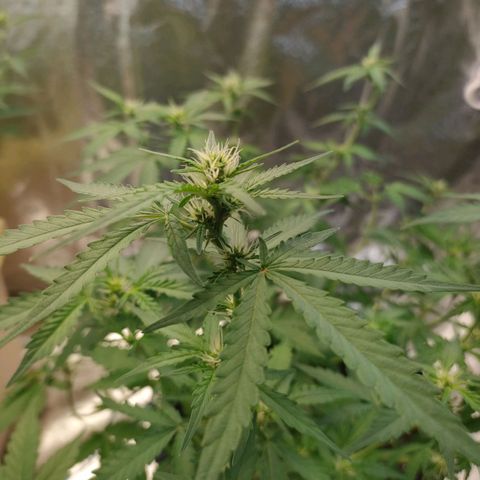 Wedding Cake Automatic growlog timeline photo