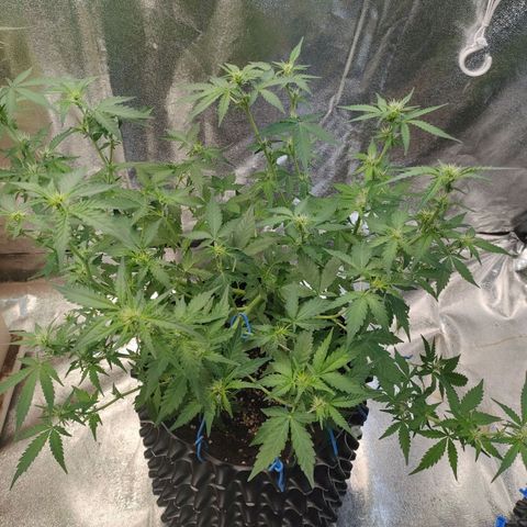 Wedding Cake Automatic growlog timeline photo
