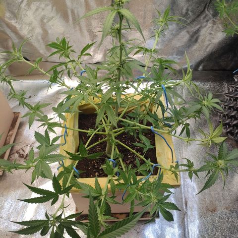 Royal Runtz Automatic growlog timeline photo