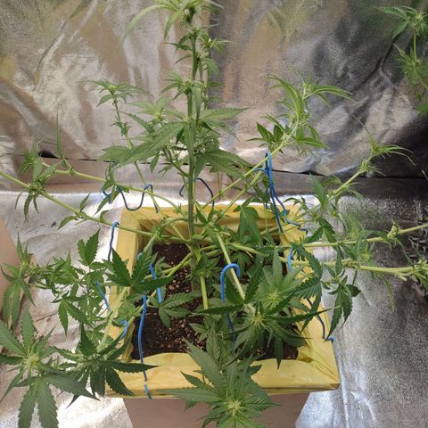 Royal Runtz Automatic growlog timeline photo