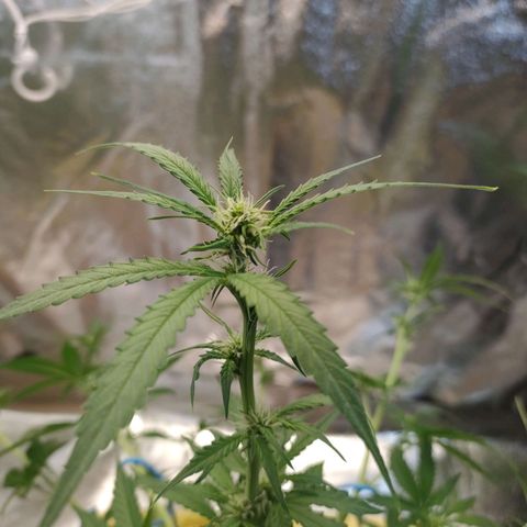 Royal Runtz Automatic growlog timeline photo