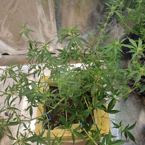 Purple Queen Automatic growlog timeline photo