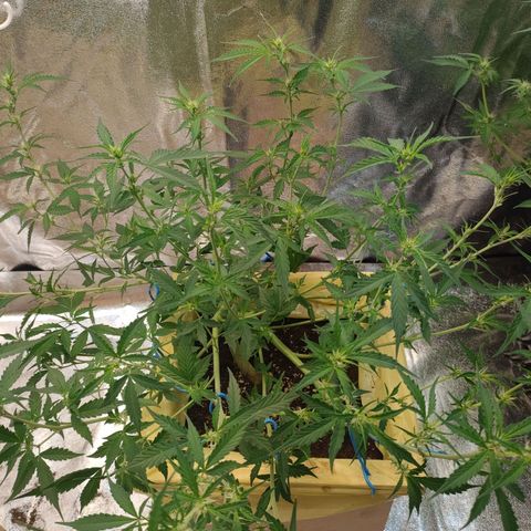 Purple Queen Automatic growlog timeline photo
