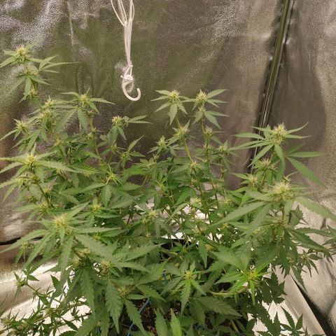 Wedding Cake Automatic growlog timeline photo