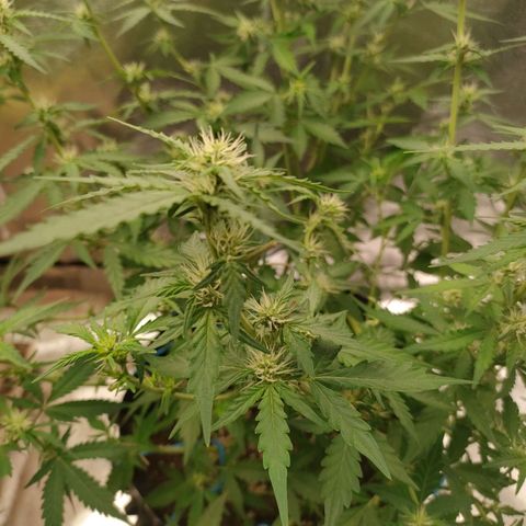 Wedding Cake Automatic growlog timeline photo
