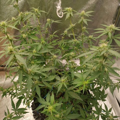 Wedding Cake Automatic growlog timeline photo