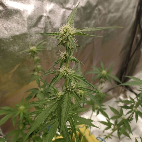Royal Runtz Automatic growlog timeline photo