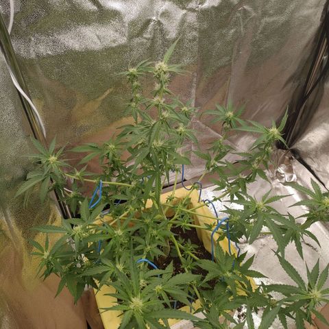 Royal Runtz Automatic growlog timeline photo