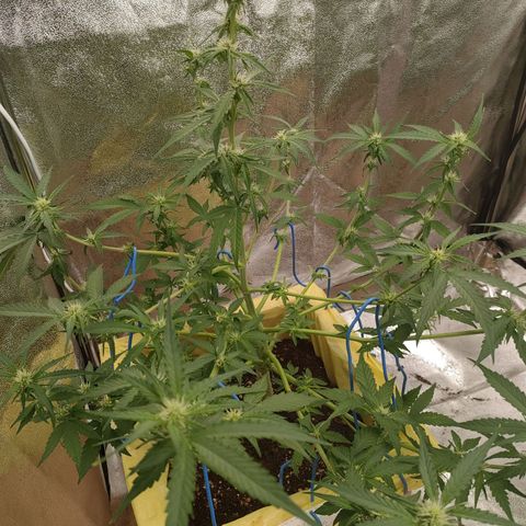 Royal Runtz Automatic growlog timeline photo