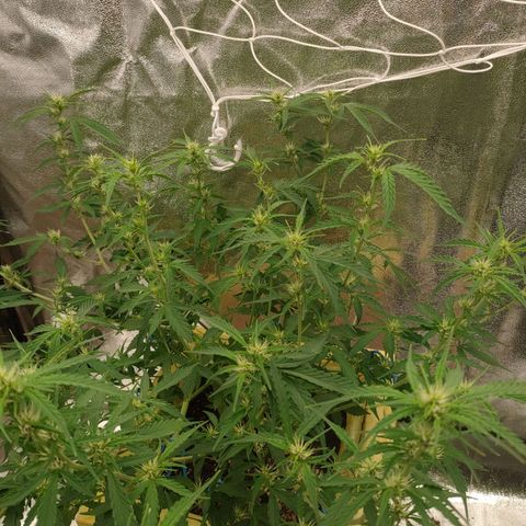 Purple Queen Automatic growlog timeline photo