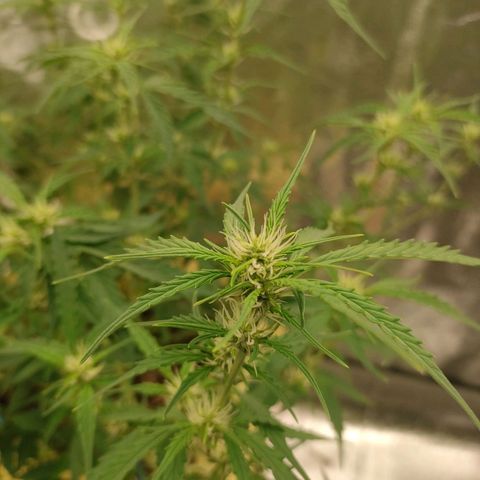 Purple Queen Automatic growlog timeline photo